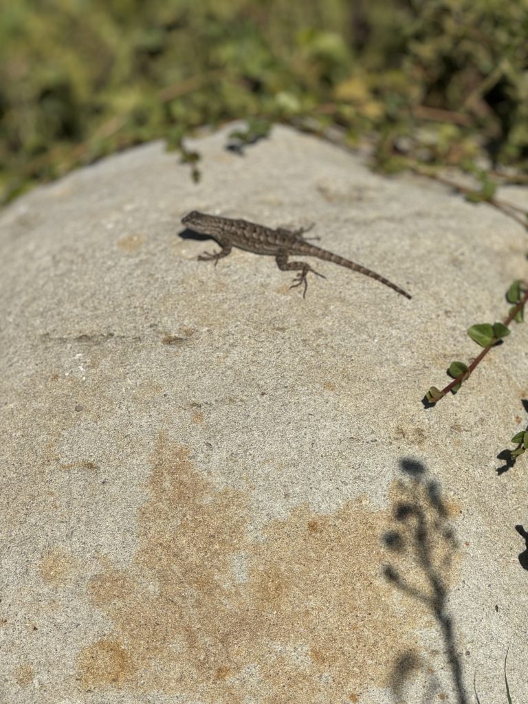 lizard on rock