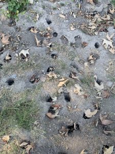 Gopher holes
