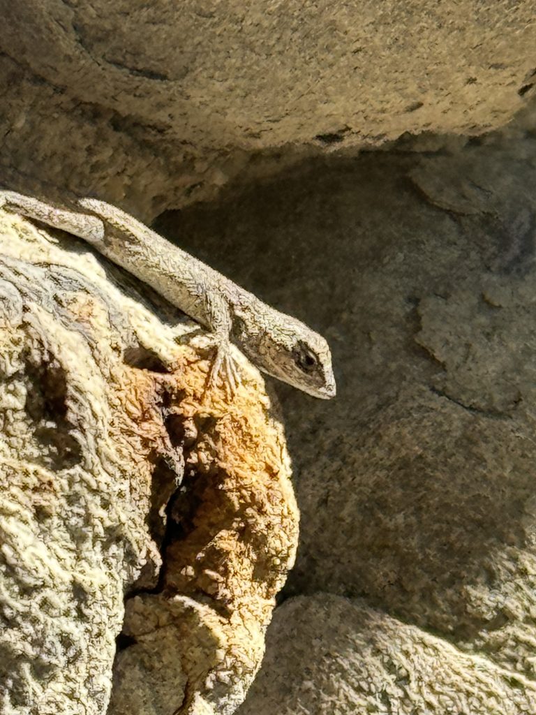 lizard on rock