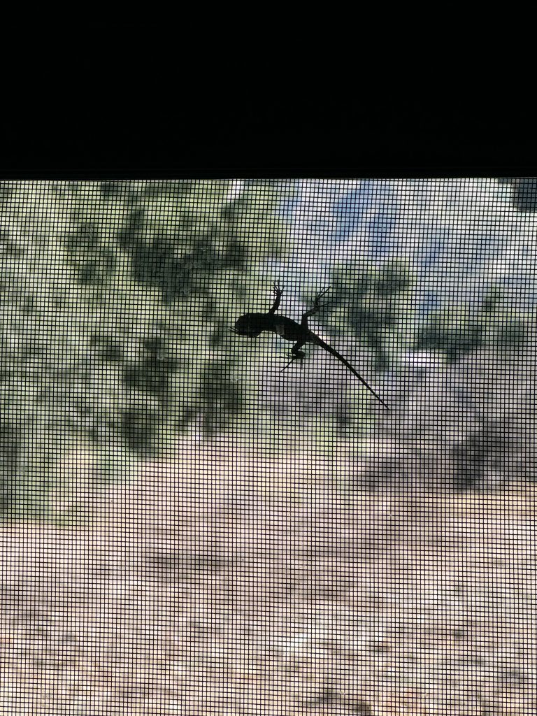 small lizard on screen door